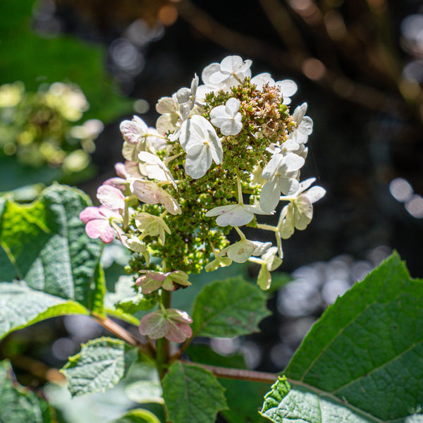 Munchkin Oakleaf Hydrangea