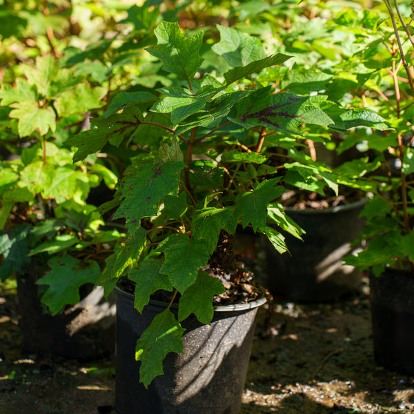 Munchkin Oakleaf Hydrangea