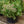Load image into Gallery viewer, Munstead Dark Red Stonecrop
