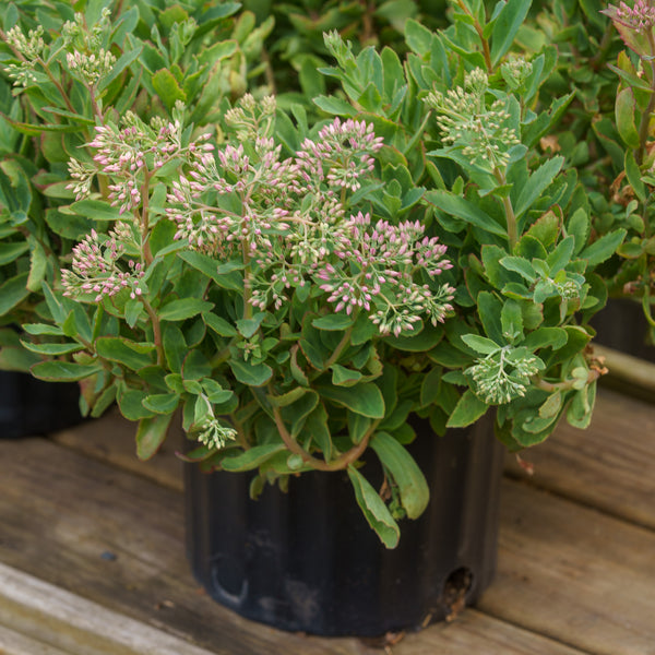 Munstead Dark Red Stonecrop