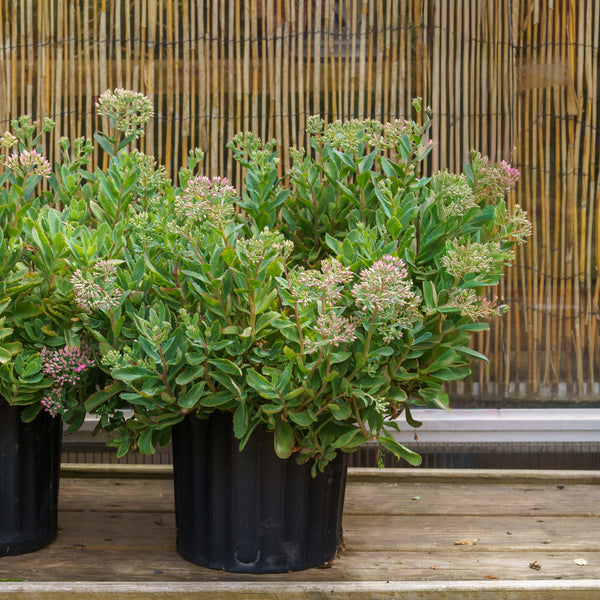 Munstead Dark Red Stonecrop