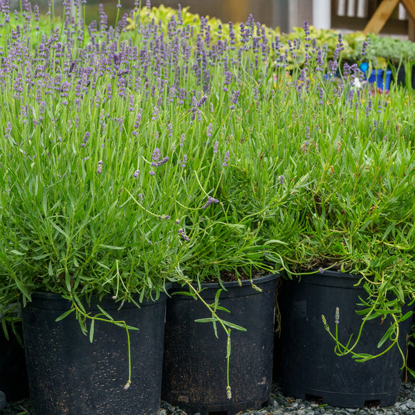 Munstead Lavender