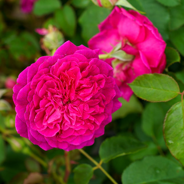 Munstead Wood English Rose