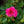 Load image into Gallery viewer, Munstead Wood English Rose
