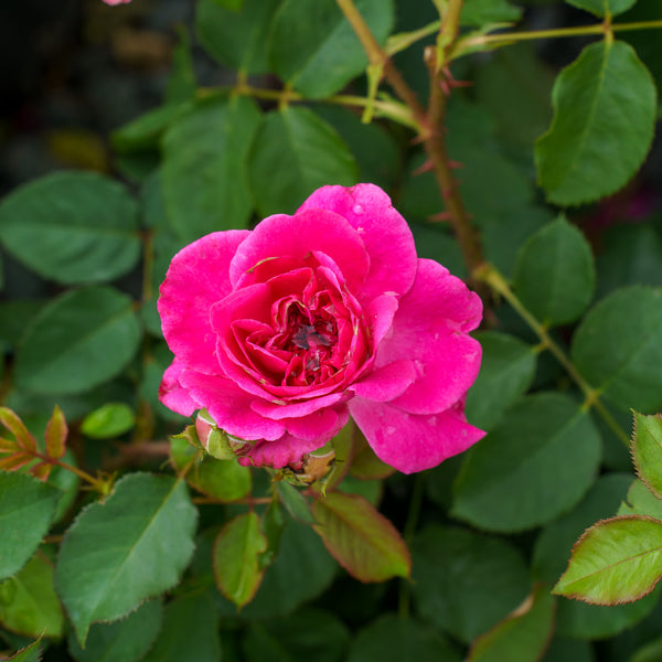 Munstead Wood English Rose