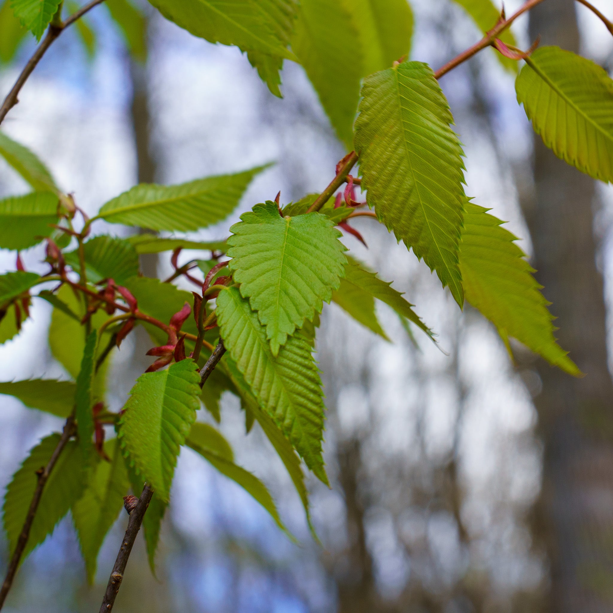 Musashino Japanese Zelkova – Plant Detectives