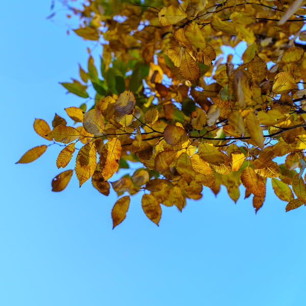 Musashino Zelkova