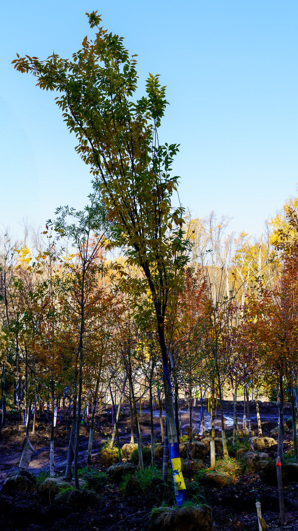 Musashino Zelkova