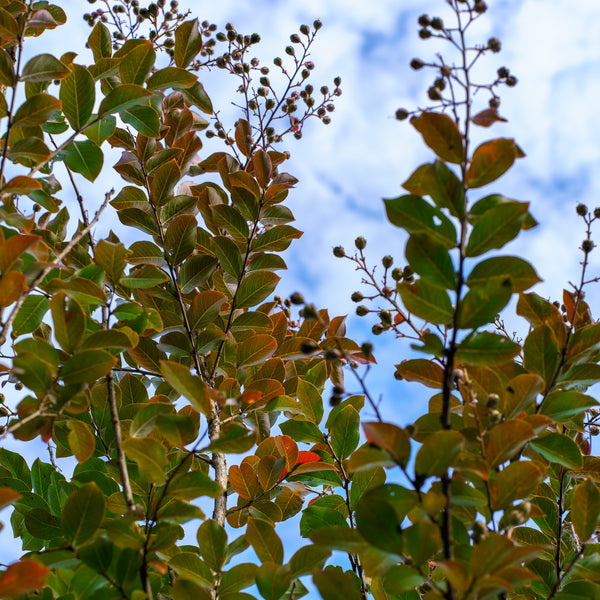 Muskogee Crape Myrtle