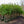 Load image into Gallery viewer, Muskogee Crape Myrtle
