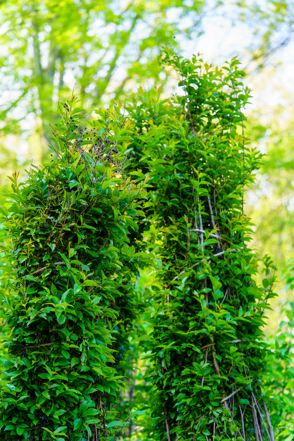 Muskogee Crape Myrtle - Crape Myrtle - Flowering Trees