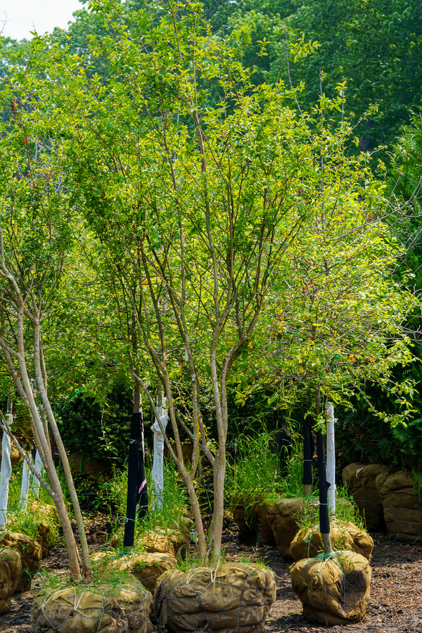 Muskogee Crape Myrtle - Crape Myrtle - Flowering Trees