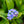 Load image into Gallery viewer, Victoria Blue Forget-Me-Nots - Early Spring Other Perennials - Perennials
