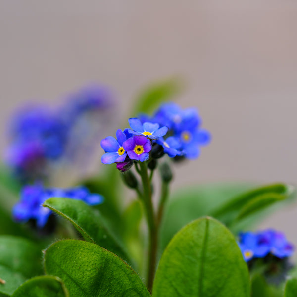 Victoria Blue Forget-Me-Nots - Early Spring Other Perennials - Perennials