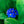 Load image into Gallery viewer, Victoria Blue Forget-Me-Nots - Early Spring Other Perennials - Perennials

