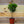 Load image into Gallery viewer, Single Ball Myrtle Topiary - Other Houseplants - Houseplants
