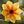 Load image into Gallery viewer, Mystic Spirit Dahlia
