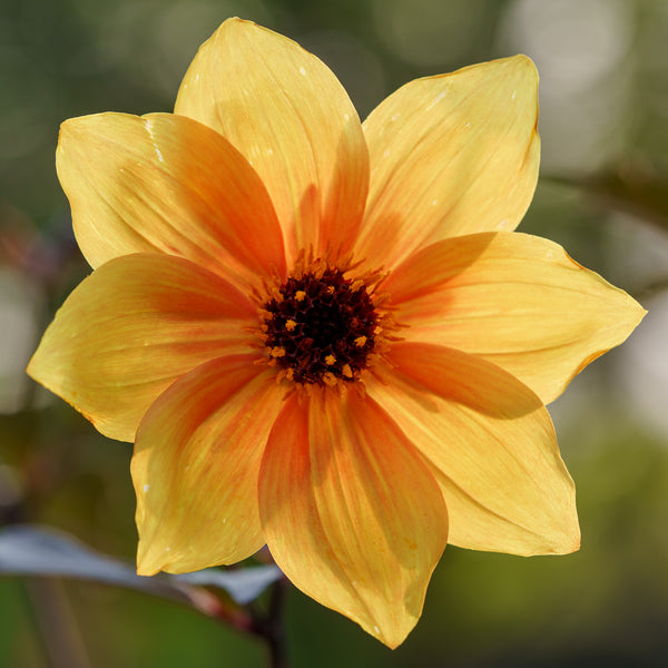 Mystic Spirit Dahlia