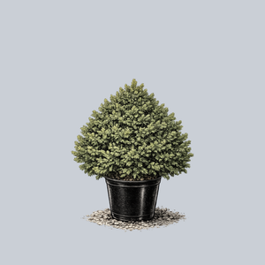 Nana Oriental Spruce