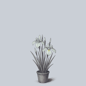 Nana Alba Siberian Iris
