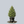 Load image into Gallery viewer, Nana Aurea Hinoki Cypress
