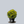 Load image into Gallery viewer, Nana Lutea Hinoki Cypress
