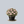 Load image into Gallery viewer, Nancy of Robin Hill Azalea

