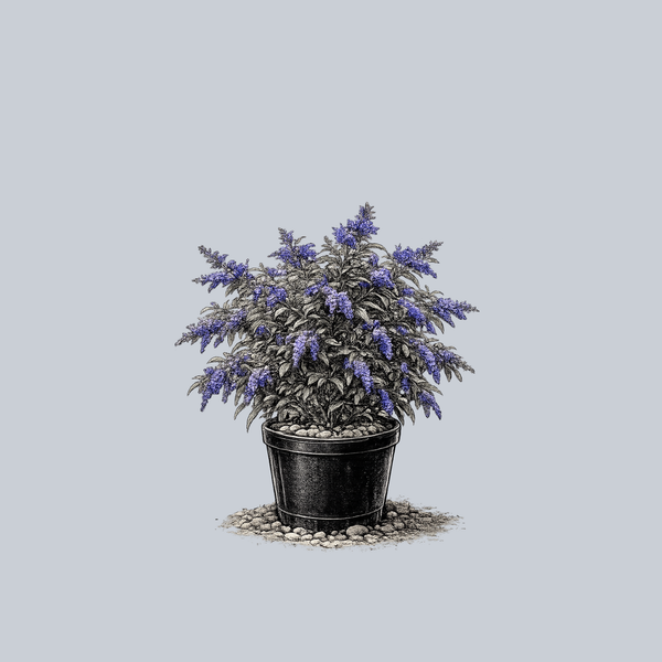 Nanho Blue Butterfly Bush