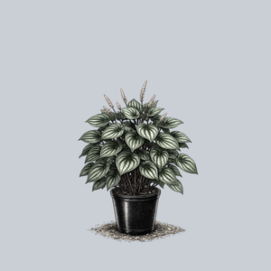 Napoli Nights Peperomia