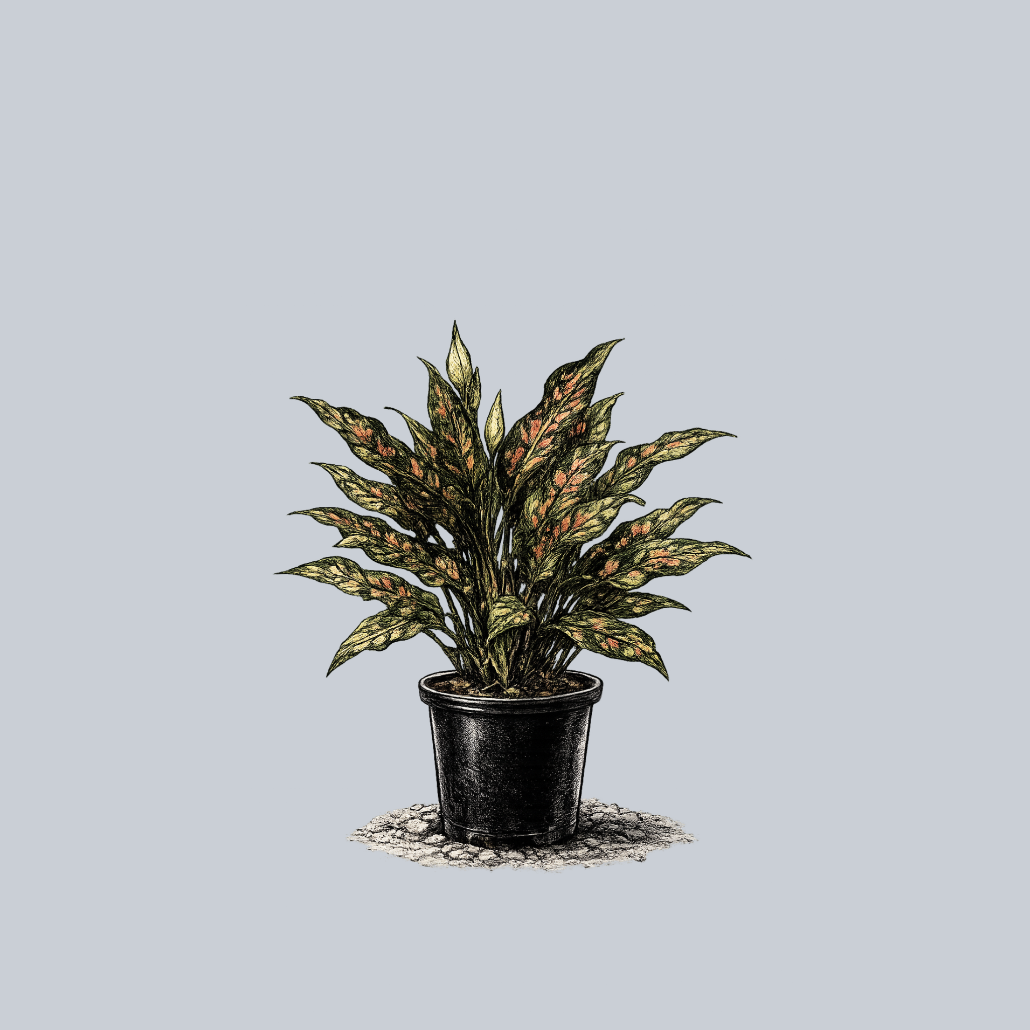 aglaonema narrow Narrow Spinel Chinese Evergreen – Plant Detectives