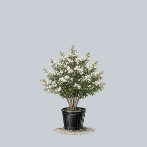 Natchez Crape Myrtle