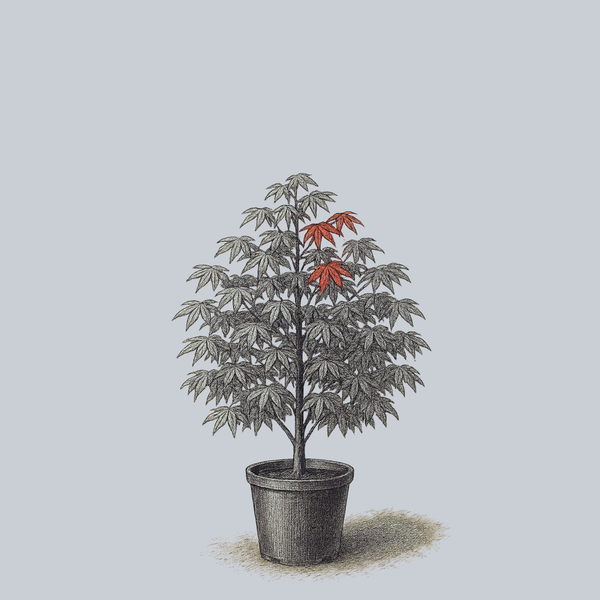 Nebula Japanese Maple