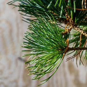 Negishi Japanese White Pine - Pine - Conifers