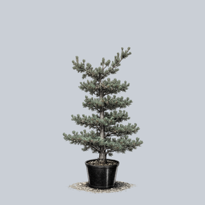 Negishi Japanese White Pine