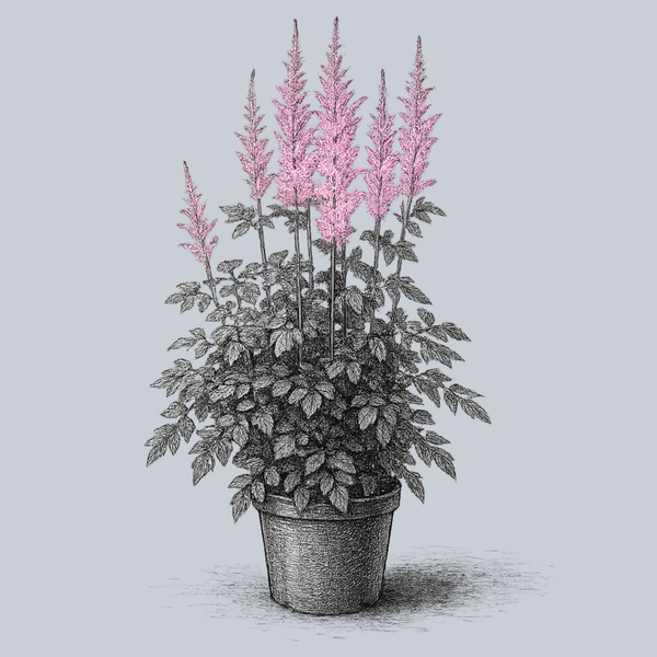 Nemo Astilbe