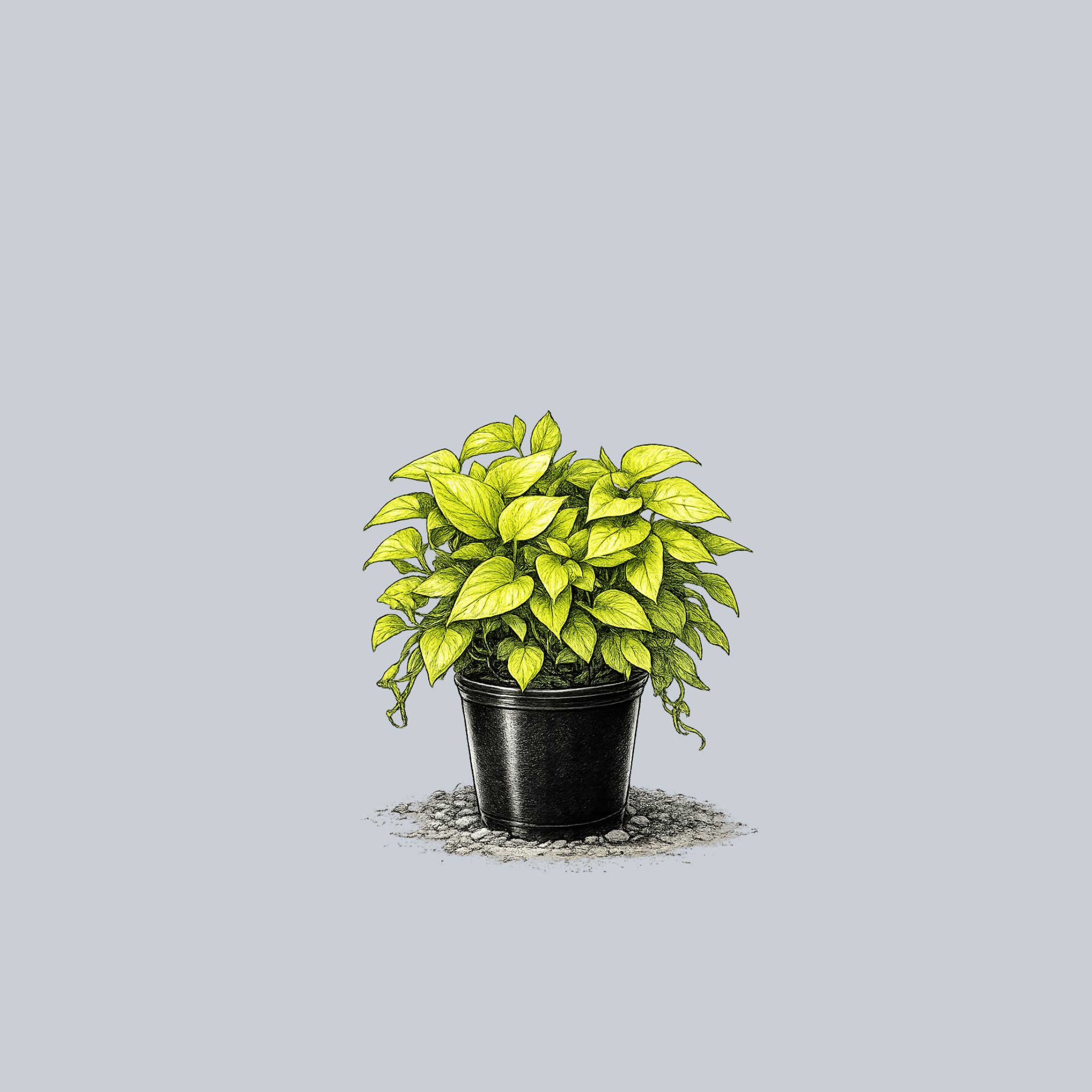 Neon Pothos – Plant Detectives
