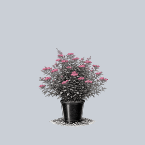 Neon Flash Spirea