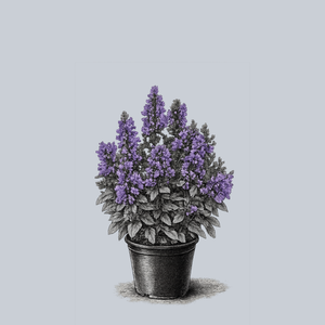 Neptune Catmint