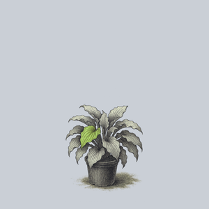 Neptune Hosta