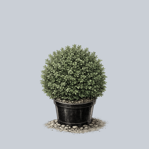 Newport Blue Boxwood