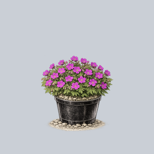 New Hampshire Purple Bloody Cranesbill