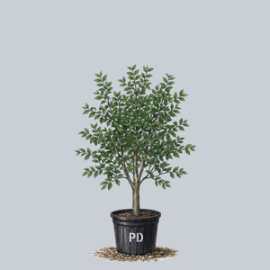 New Harmony American Elm