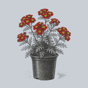 New Vinage Red Yarrow