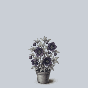 New York Night Lenten Rose