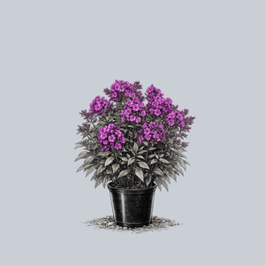 Nicky Tall Garden Phlox
