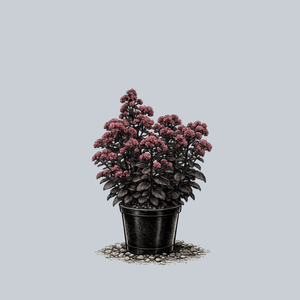 Night Embers Stonecrop