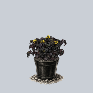 Night Light Moneywort