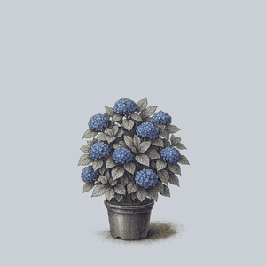 Nikko Blue Bigleaf Hydrangea