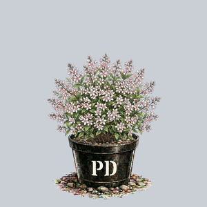 Nikko Blush Deutzia