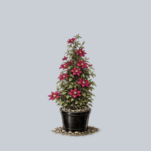 Niobe Clematis